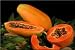500 Seeds Papaya Fruit Seeds CARICA papaya