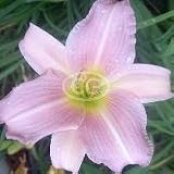 Daylily (Hemerocallis) Catherine Woodbury {25 Bare Root plants, $5.27 each plant}