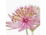 : Greeting Card Midi - Astrantia