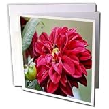 WhiteOak Photography Floral Prints - Dahlia Flower Red Flower - Greeting Cards-12 Greeting Cards with envelopes