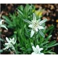 Edelweiss 100 Seeds-Leontopodium alpinum-Sound of Music