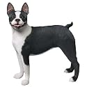 Life Size - Boston Terrier
