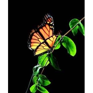 Elegant Aliform Monarch Moving Butterfly