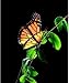 Elegant Aliform Monarch Moving Butterfly