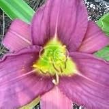 Daylily (Hemerocallis) Baby Darling {25 Bare Root plants, $3.07 each plant}