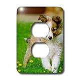 Dogs Sheltie/Shetland Sheepdog - Sheltie Poppy - Light Switch Covers - 2 plug outlet cover