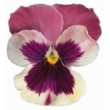 Pink and White Pansy Flower Die-Cut Photographic Magnet