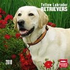 Yellow Labrador Retrievers 2010 Wall Calendar