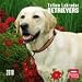 labrador0  - Yellow Labrador Retrievers 2010 Wall Calendar