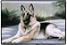 German Shepherd Doormat