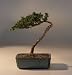 Bonsai Boy's Juniper Bonsai Tree - Trained<br><i>(juniper procumbens nana)</i>