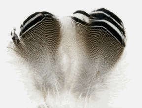 Hareline: Black Barred Wood Duck Feathers