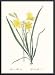 Art Poster Metal Framed Print - Hemerocallis Flava - Artist: Pierre-Joseph Redoute- P...