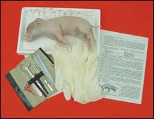 Individual Specimen Kits-Fetal Pig Beginner