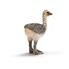 Schleich 14398  - Wild Life, Strau�enjunges