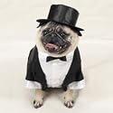 Casual Canine Dog Tuxedo - Dog Costume