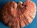 Reishi Mushroom Growing Plugs ~ Grow your own mushrooms for years!