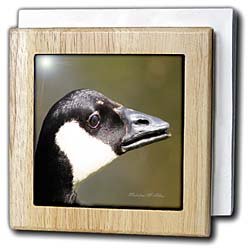 Canada Goose - Bird Photography - 6 Inch Tile Napkin Holder