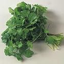 Herb Coriander