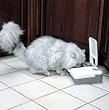 2-meal Pet Feeder-Control Their Portions-GREAT for when you are gone
