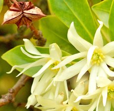 Anise Star Essential Oil (1oz) – origin China