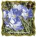 Lewis Flax (Linum lewisii) Jumbo Wildflower Seed Packet (1000)