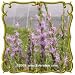 Dotted Blazing Star (Liatris punctata) Jumbo Wildflower Seed Packet (100)