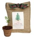Christmas Tree Seed Growing Kit - Yule-Tree-To-Be