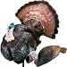 Sporting Goods : Carry - Lite® Pretty Boy and Pretty Girl Turkey Decoys