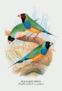 12 X 18 Stretched Canvas Poster Gouldian Finch
