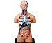 4D Vision Deluxe Human Anatomy Torso Model