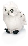Snowy Owl 6