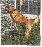 Jump Restraint Harness for Dogs, Prevents Jumping