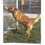 Jump Restraint Harness for Dogs, Prevents Jumping