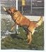 Jump Restraint Harness for Dogs, Prevents Jumping