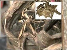 PAKISTAN DANDASA SAAK / TEETH CLEANER / STEM-BARK100grams by PAKISTAN DANDASA SAAK