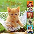 Kittens Everyday 2008 Wall Calendar - Cat Calendars