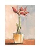 Red Amaryllis by Vitor Vivaldi Fine Art Print / Poster 19.75 x 27.50 in.