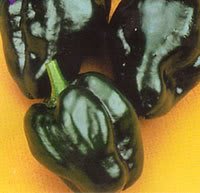50 ANCHO POBLANO PEPPER Chili Pepper Capsicum Annuum Vegetable Seeds 50 ANCHO POBLANO PEPPER Chili Pepper Capsicum Annuum Vegetable Seeds