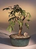 Bonsai Boy's Flowering Mimosa Bonsai Tree - Large leucaena glauca