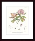 \"Aeruginosum