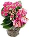 Calandiva Flowering Plant Basket