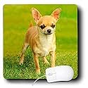 Dogs Chihuahua - Chihuahua - Mouse Pads