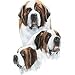 Saint Bernard Adult T-Shirt