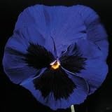 Pansy Seeds - Pansy Park's Whopper Blue
