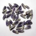 Lavender (France) Fancy