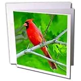 Birds - Red Cardinal - Greeting Cards-12 Greeting Cards with envelopes