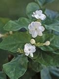 Arabian Jasmine One Gallon Plant by Monrovia Growers