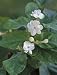 Arabian Jasmine One Gallon Plant by Monrovia Growers