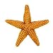 Safari: Orange Starfish